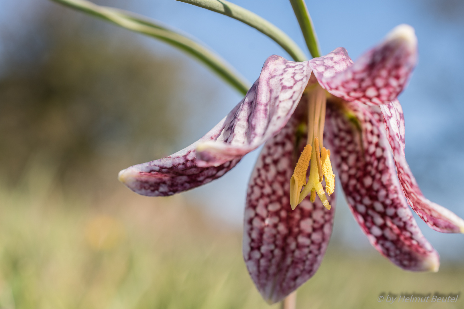 Schachbrettblume - die wilde