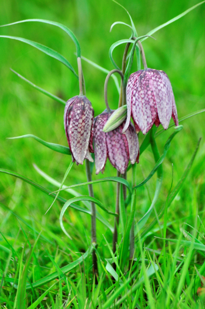 Schachbrettblume "Dreiergespann" in Hetlingen aufgenommen.