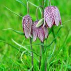 Schachbrettblume "Dreiergespann" in Hetlingen aufgenommen.