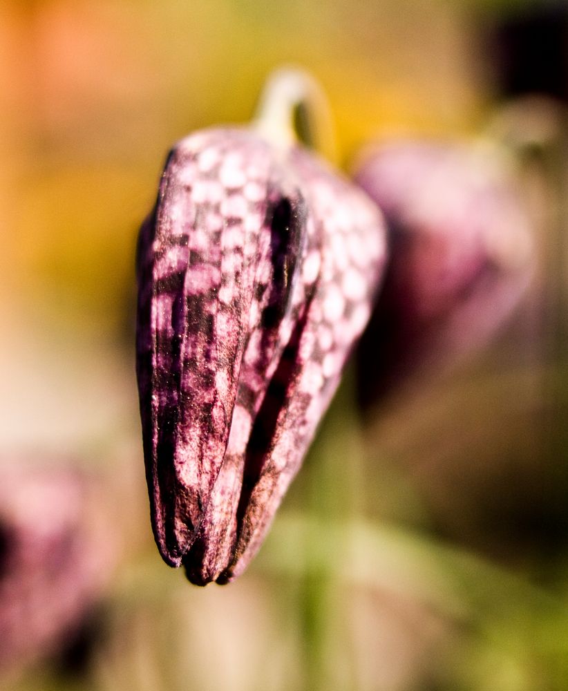 Schachbrettblume von crabshots 