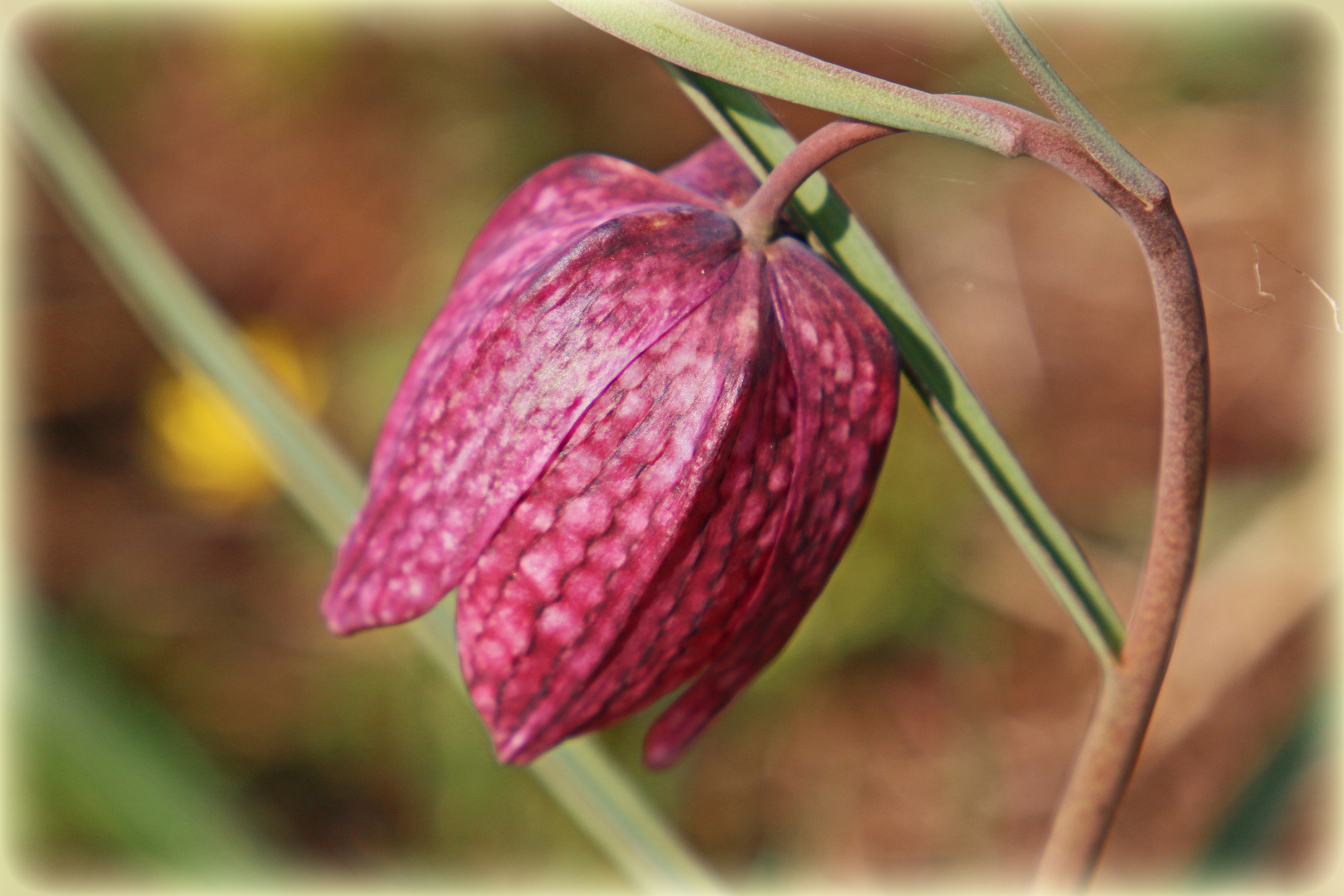 Schachbrettblume