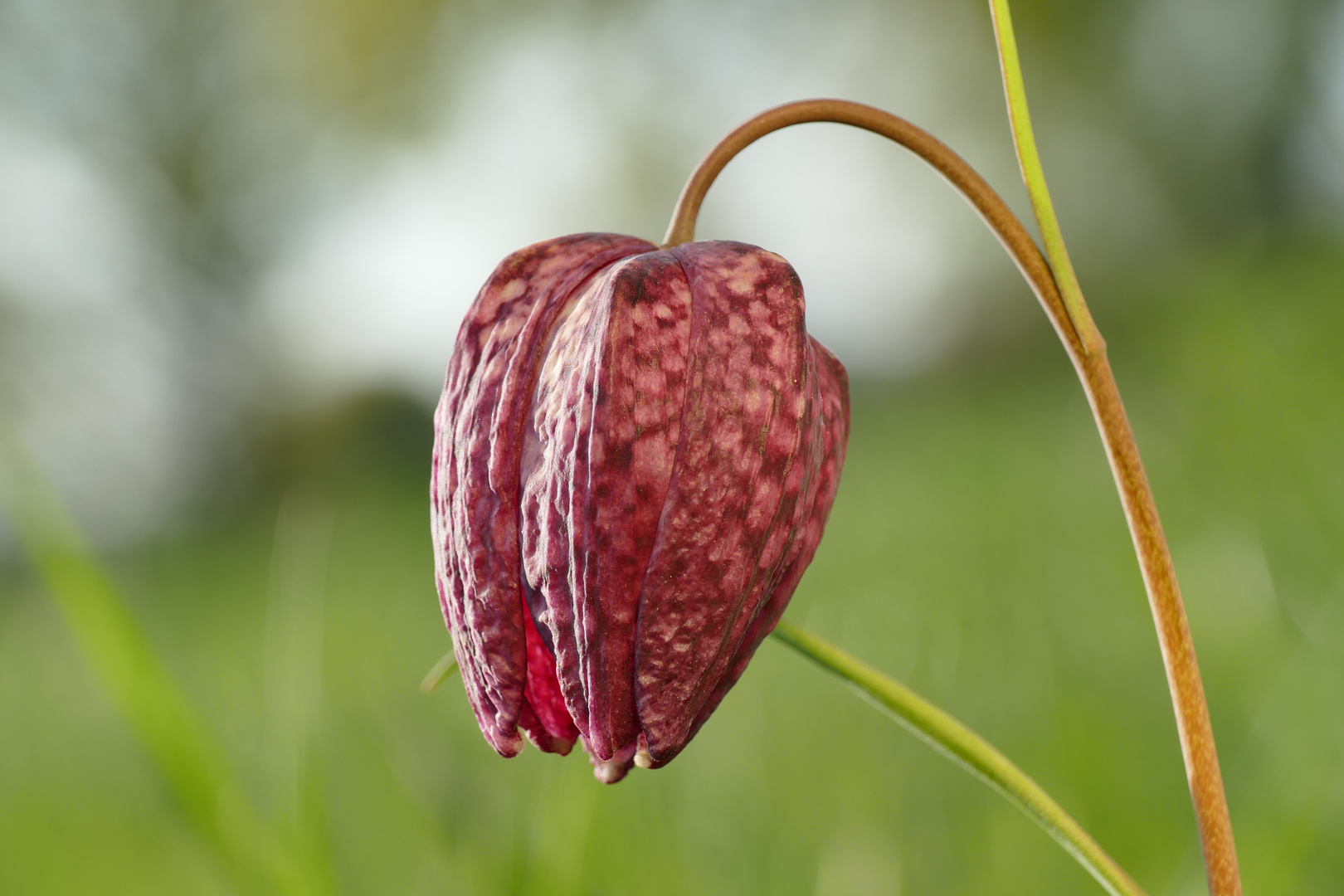 Schachbrettblume, eine einzige!