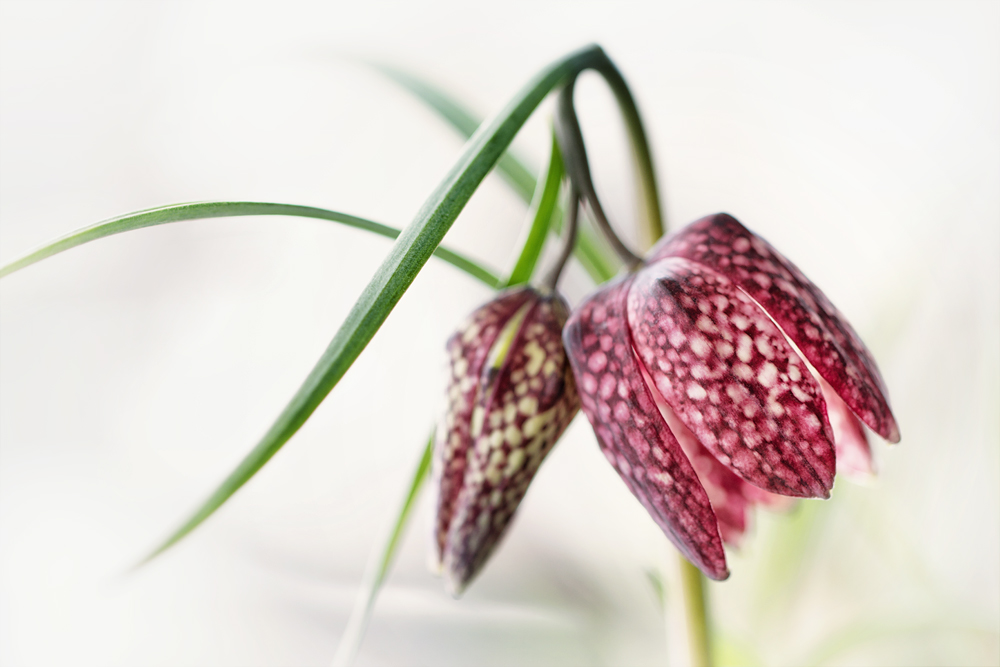 Schachbrettblume - en nature