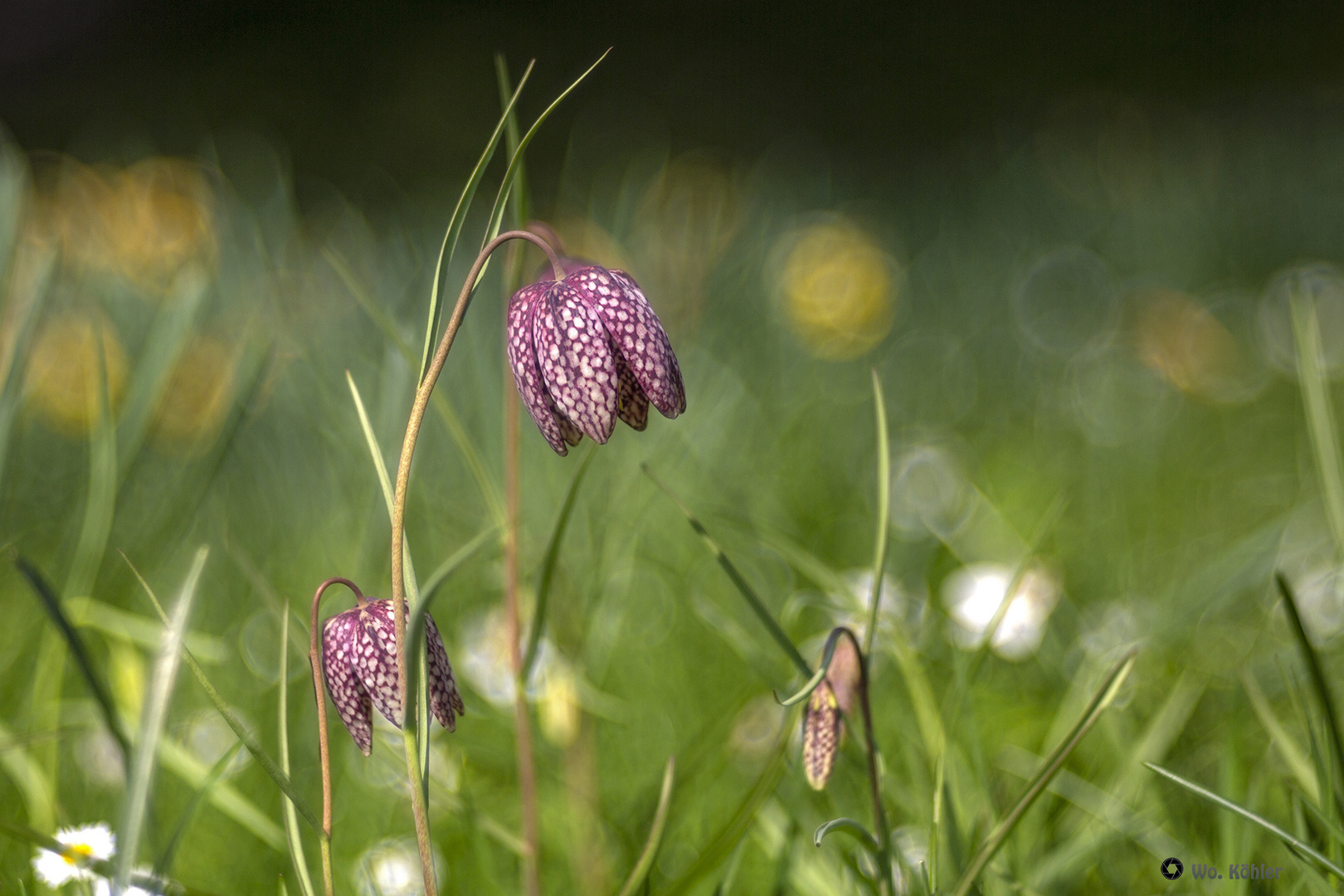 Schachbrettblume