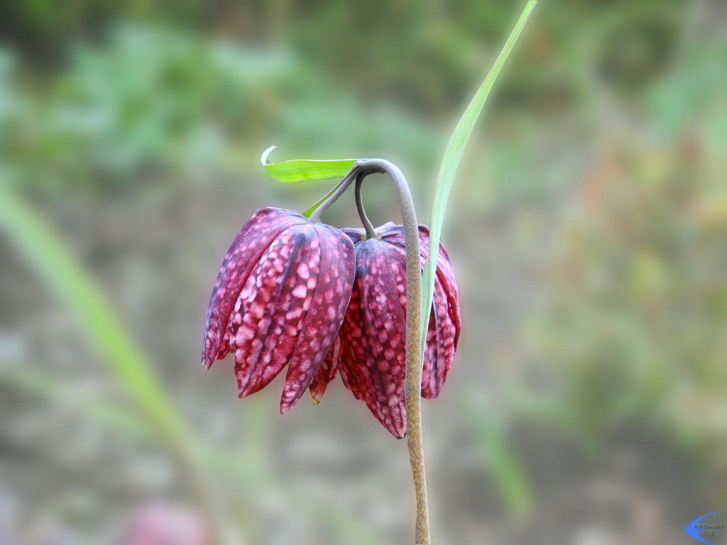 Schachbrettblume Foto &amp; Bild pflanzen, pilze &amp; flechten