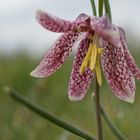 Schachbrettblume - fast verblüht