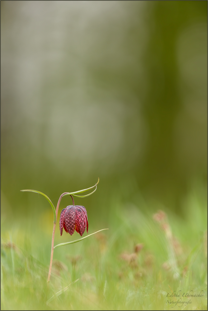 schachbrettblume (Fritillaria meleagris) 01/14