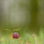 schachbrettblume (Fritillaria meleagris) 01/14