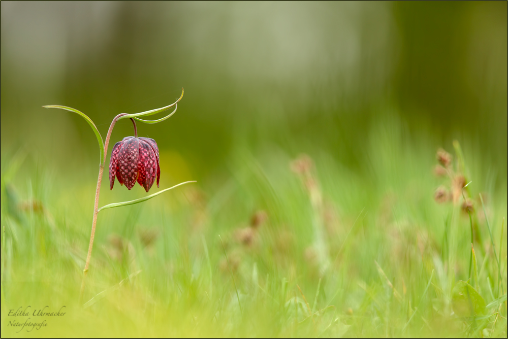 schachbrettblume (Fritillaria meleagris) 02/14