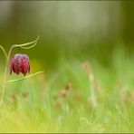 schachbrettblume (Fritillaria meleagris) 02/14