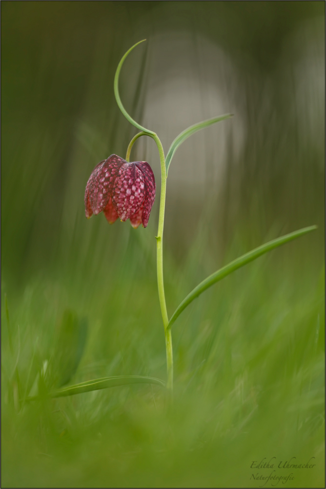 schachbrettblume (Fritillaria meleagris) 03/14