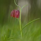 schachbrettblume (Fritillaria meleagris) 03/14