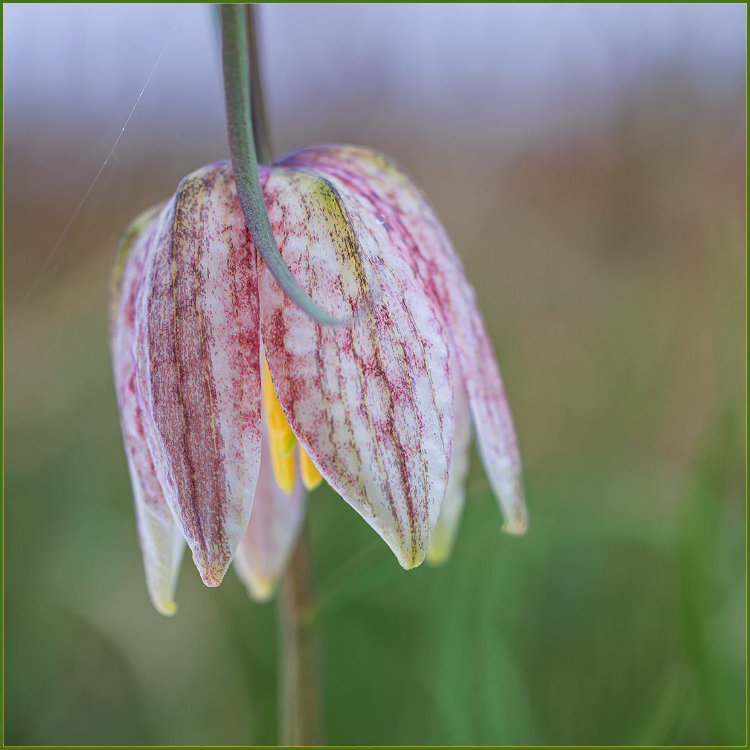 Schachbrettblume (Fritillaria meleagris)