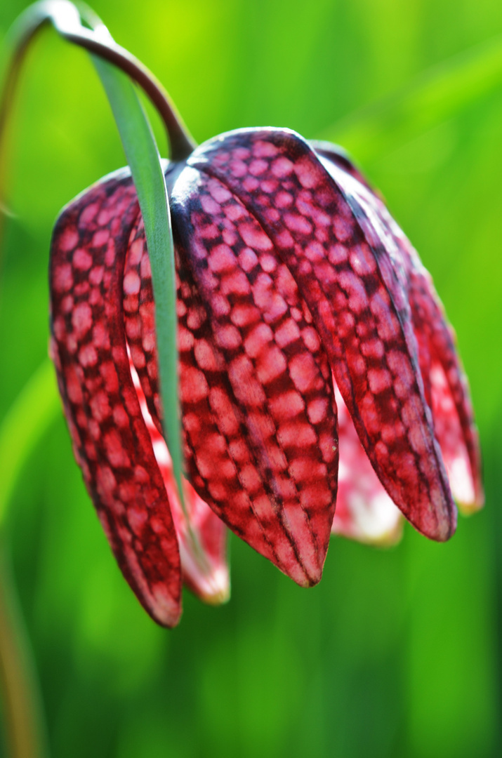 Schachbrettblume - Fritillaria meleagris