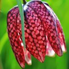 Schachbrettblume - Fritillaria meleagris