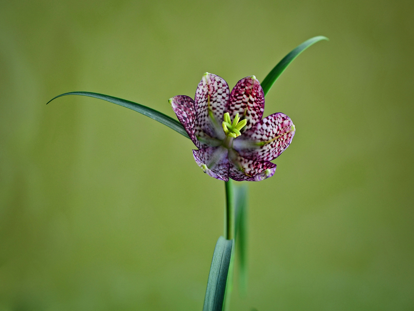 Schachbrettblume (Fritillaria meleagris)