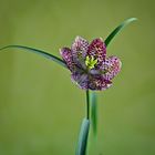 Schachbrettblume (Fritillaria meleagris)