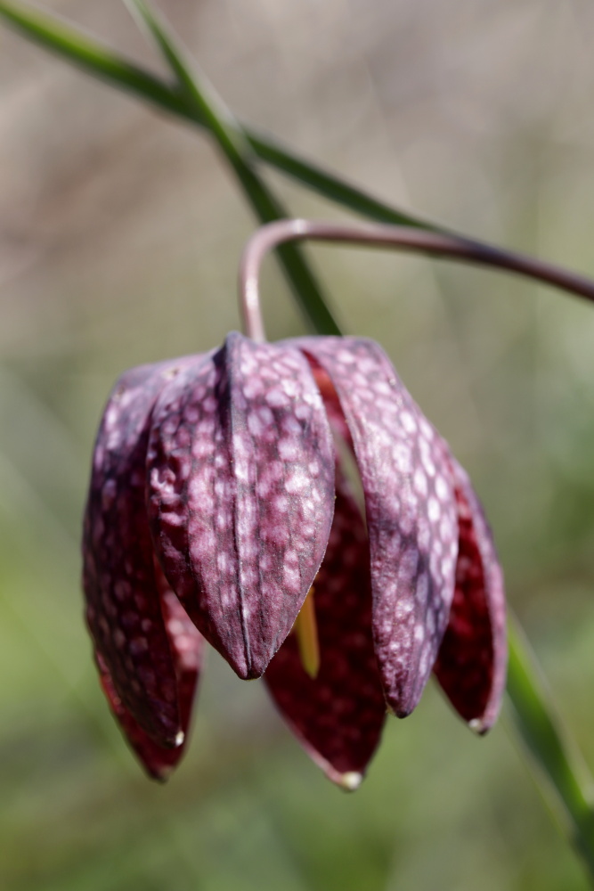 Schachbrettblume (Fritillaria meleagris)