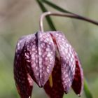 Schachbrettblume (Fritillaria meleagris)