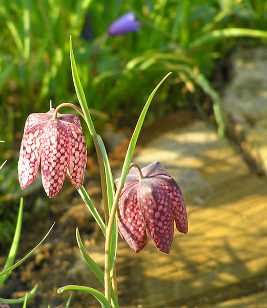 Schachbrettblume - Fritillaria meleagris