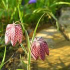 Schachbrettblume - Fritillaria meleagris