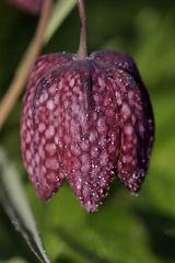 Schachbrettblume (Fritillaria meleagris)