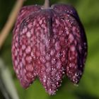 Schachbrettblume (Fritillaria meleagris)