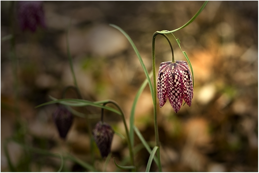 Schachbrettblume (Fritillaria meleagris)