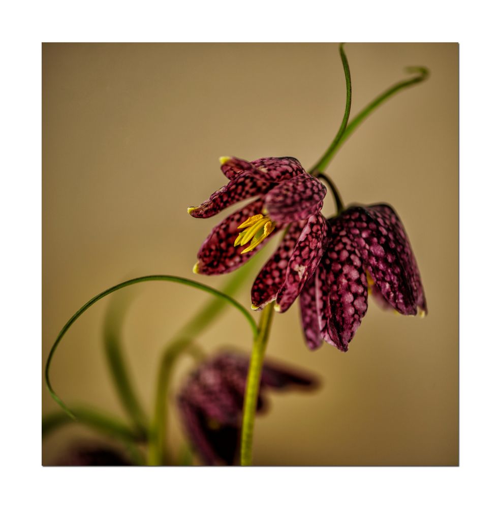 Schachbrettblume (Fritillaria meleagris)