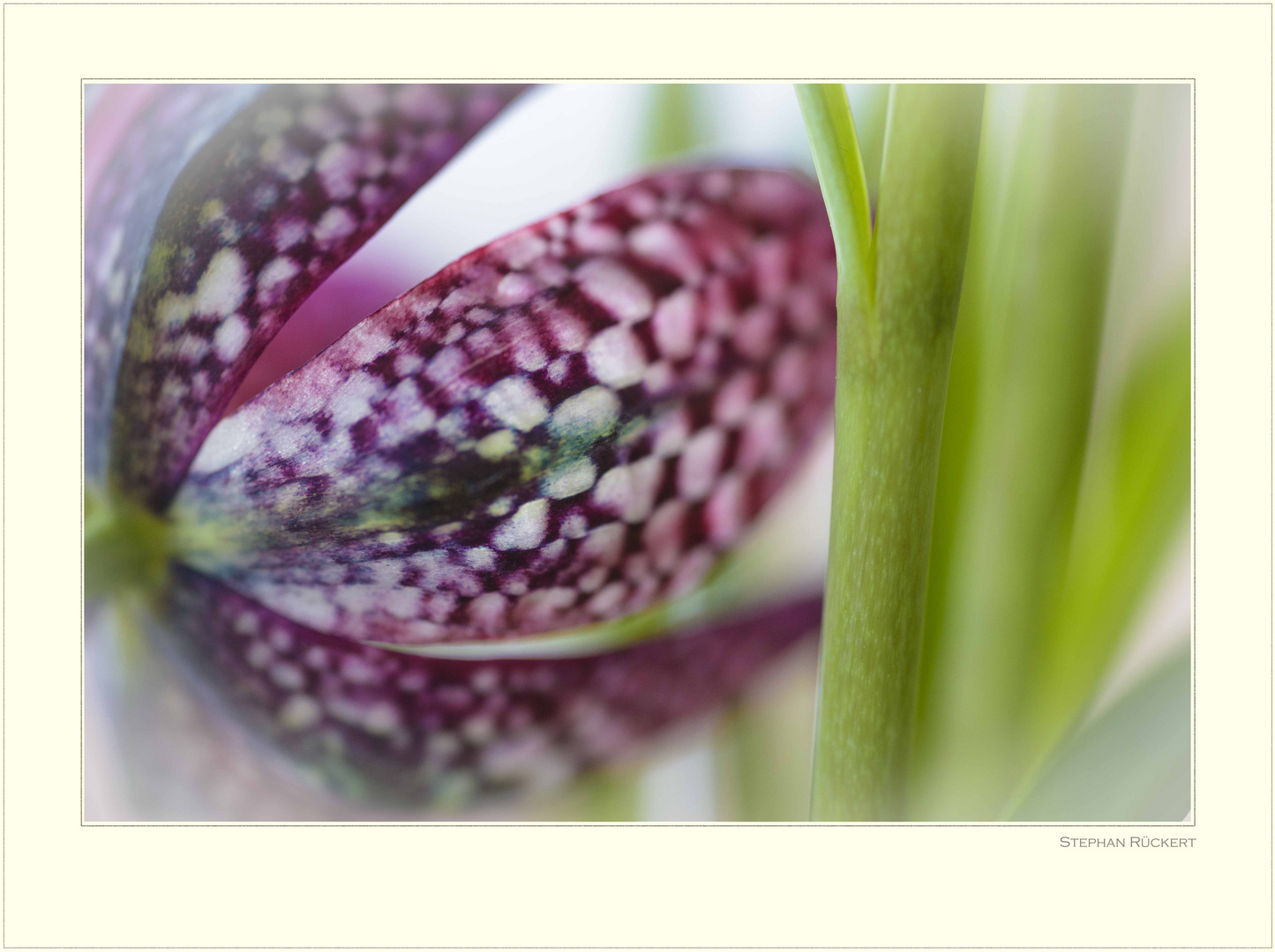 Schachbrettblume (Fritillaria meleagris)