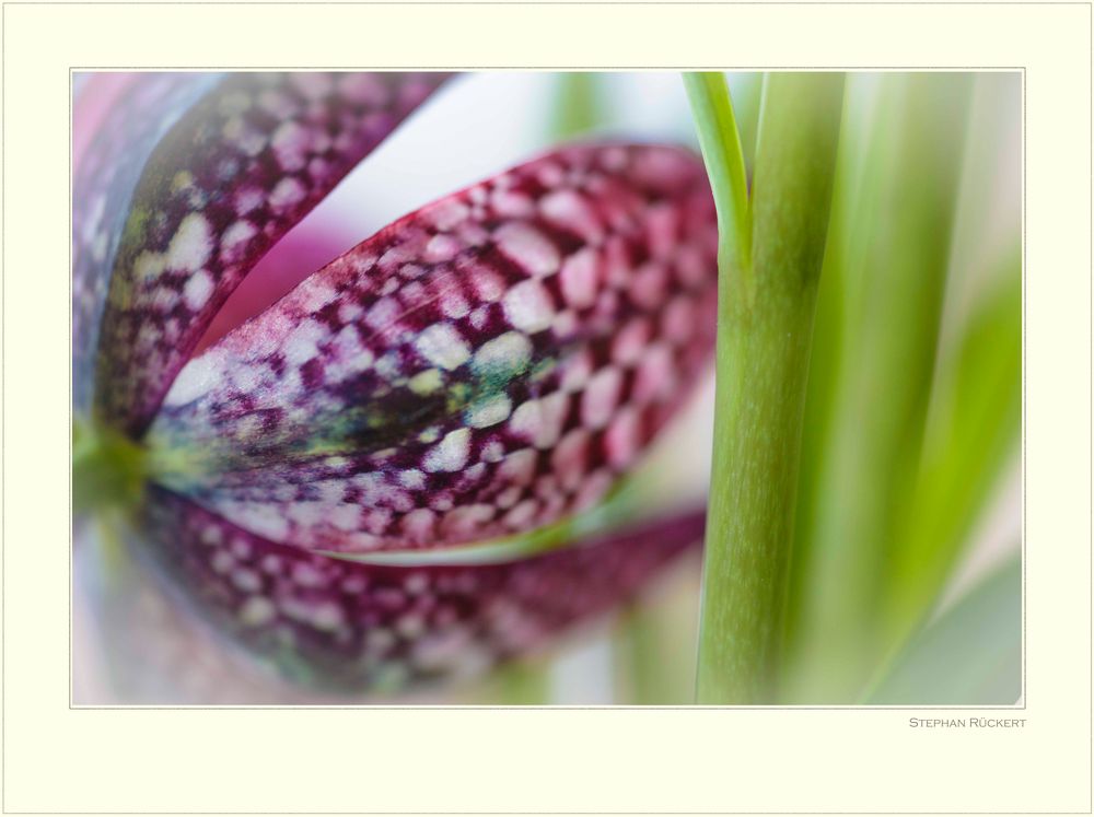 Schachbrettblume (Fritillaria meleagris)