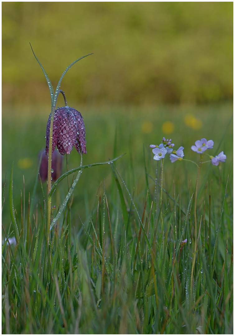 Schachbrettblume  -  Fritillaria meleagris