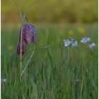 Schachbrettblume  -  Fritillaria meleagris