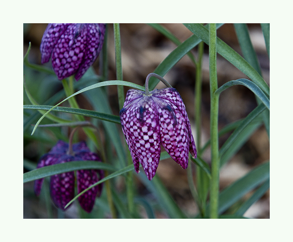 Schachbrettblume (Fritillaria meleagris )