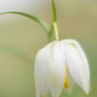 Schachbrettblume (Fritillaria meleagris)