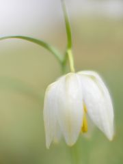 Schachbrettblume (Fritillaria meleagris)