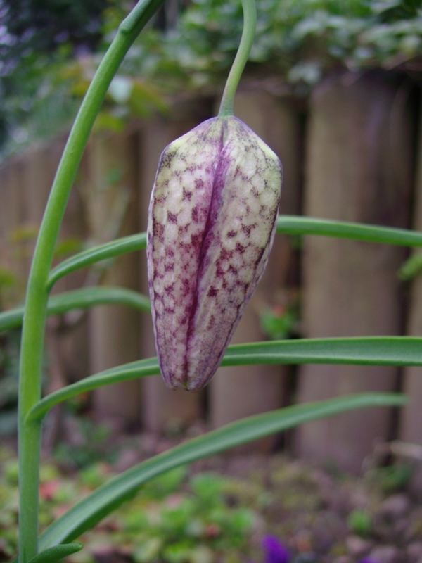 Schachbrettblume (Fritillaria meleagris)