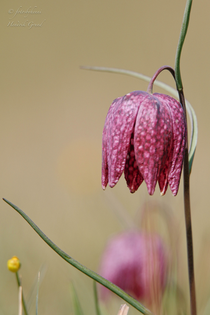 "Schachbrettblume (Fritillaria meleagris)"