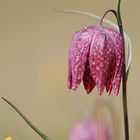 "Schachbrettblume (Fritillaria meleagris)"