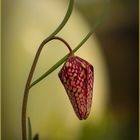 Schachbrettblume (Fritillaria meleagris)