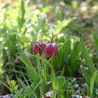 Schachbrettblume (Fritillaria meleagris)