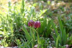 Schachbrettblume (Fritillaria meleagris)