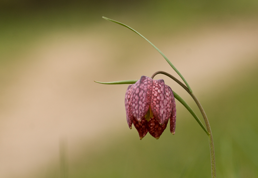 Schachbrettblume - Fritillaria meleagris