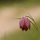 Schachbrettblume - Fritillaria meleagris