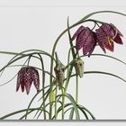 Schachbrettblume (Fritillaria meleagris)