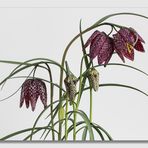 Schachbrettblume (Fritillaria meleagris)