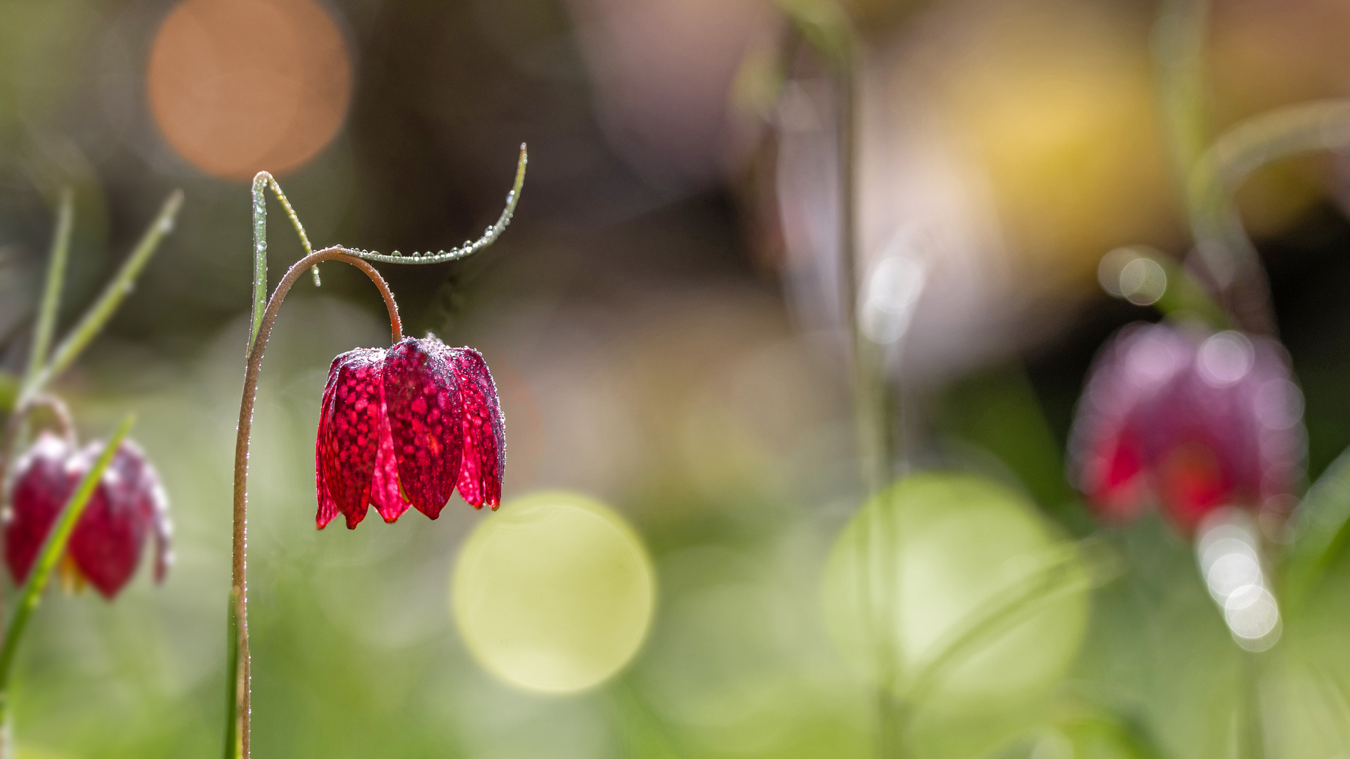 Schachbrettblume  (Fritillaria meleagris)