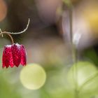 Schachbrettblume  (Fritillaria meleagris)