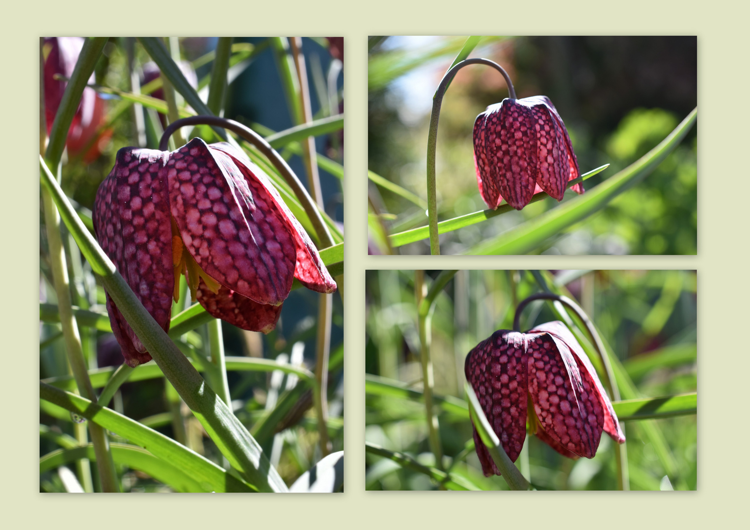 Schachbrettblume (Fritillaria meleagris)