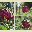 Schachbrettblume (Fritillaria meleagris)